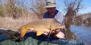Common Carp