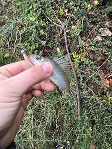 Ruffe