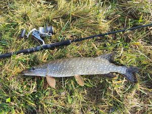 Northern Pike