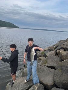 Striped Bass (Landlocked)