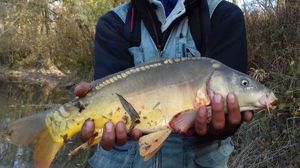 Common Carp
