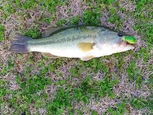 Largemouth Bass