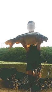 Mirror Carp