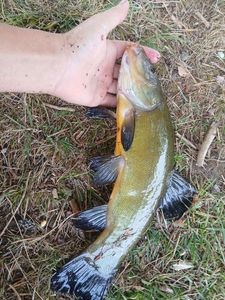 Tench
