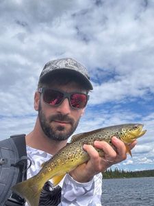 Brown Trout