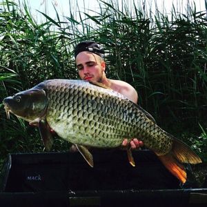 Common Carp