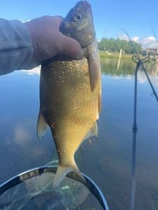Blue Bream