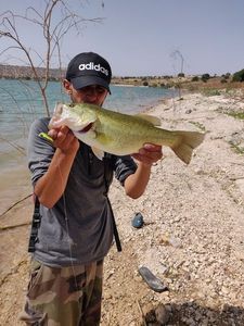 Largemouth Bass