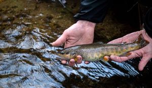 Brown Trout