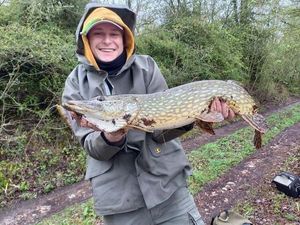 Chain Pickerel