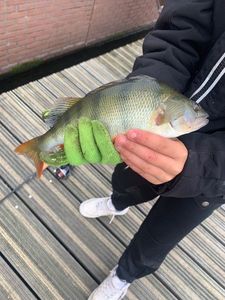 European Perch