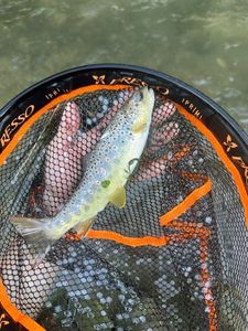 Brown Trout