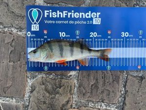 European Perch