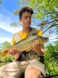 Common Carp