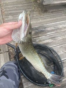 Northern Pike