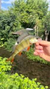 European Perch