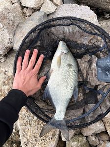 Common Bream