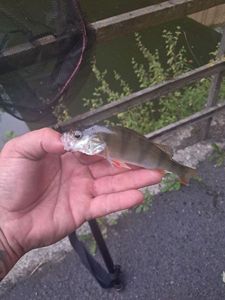 European Perch