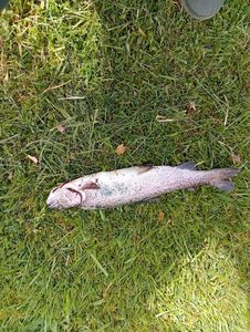 Rainbow Trout