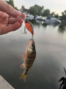 European Perch