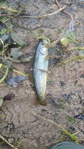 Brown Trout