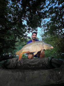 Common Carp