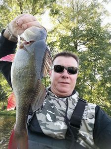 European Perch