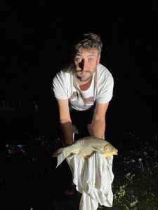 Common Bream