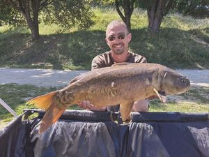 Mirror Carp