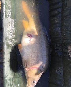 Silver Carp