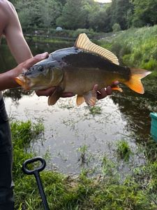 Mirror Carp