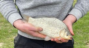 Common Carp