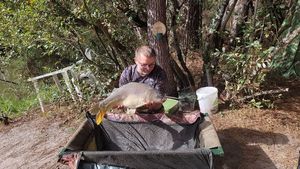 Mirror Carp