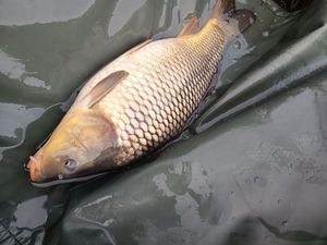 Common Carp