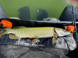 Northern Pike