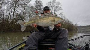 Zander