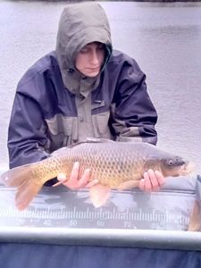 Common Carp