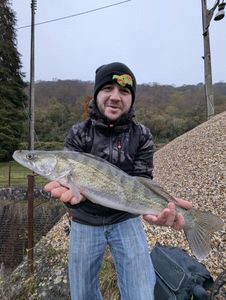 Zander
