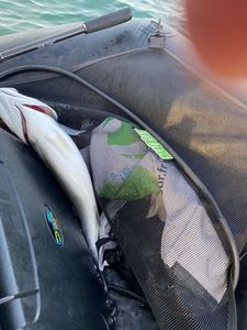 European Bass (Seabass)