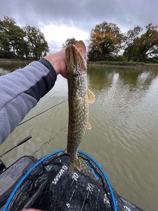 Northern Pike
