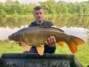 Common Carp