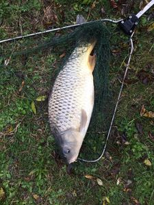 Common Carp