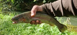 Rainbow Trout