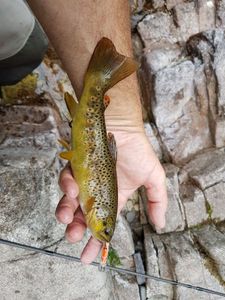 Brown Trout caught by Patrick Bouland