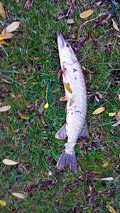 Northern Pike
