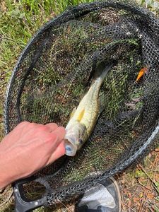 Largemouth Bass