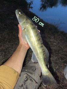 Zander