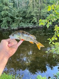 European Perch