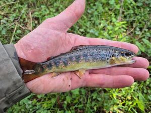 Brown Trout