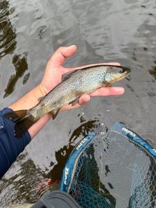 Brown Trout